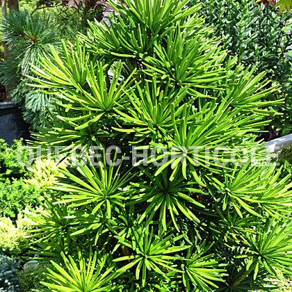 image de Sciadopitys verticillata Green Star