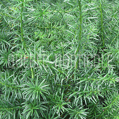 image de Taxus x media Hicksii