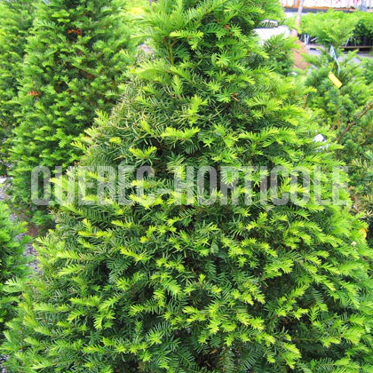 image de Taxus cuspidata Capitata