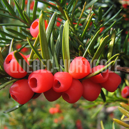 image de Taxus cuspidata Capitata