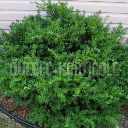 image de Taxus x media Densiformis