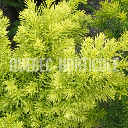 image de Taxus cuspidata Dwarf Bright Gold