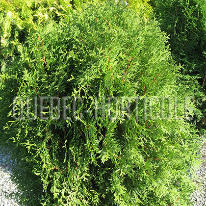 image de Thuja occidentalis Boisbriand