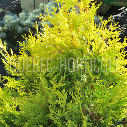 image de Thuja occidentalis Europe Gold