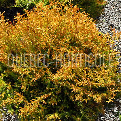 image de Thuja occidentalis Fire Chief