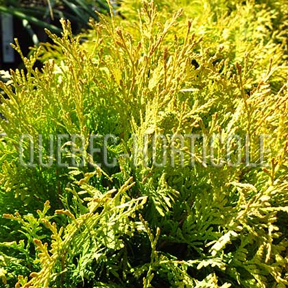 image de Thuja occidentalis Golden Globe