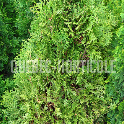 image de Thuja occidentalis Holmstrup