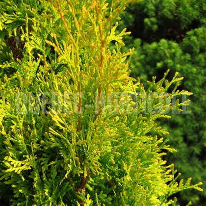 image de Thuja occidentalis Jantar