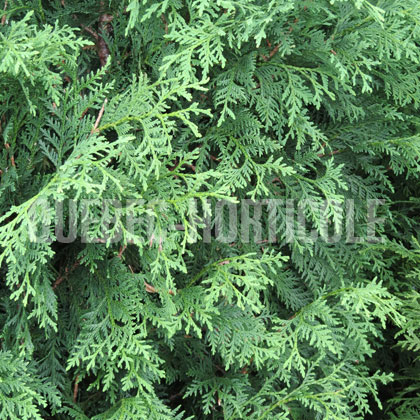 image de Thuja occidentalis Nigra