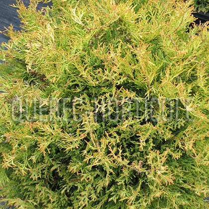 image de Thuja occidentalis Rheingold