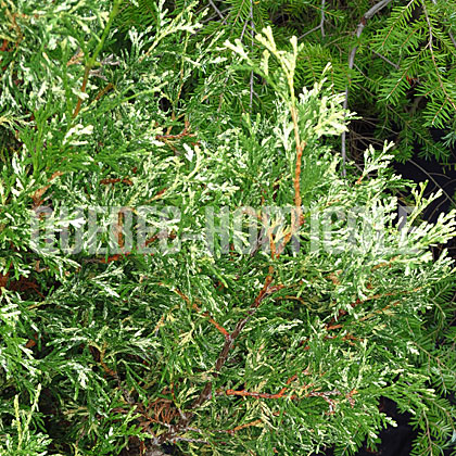 image de Thuja occidentalis Wansdyke Silver