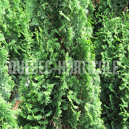 image de Thuja occidentalis Degroot's Spire