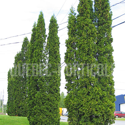 image de Thuja occidentalis Fastigiata