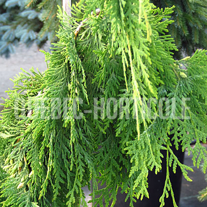 image de Thuja occidentalis Pendula