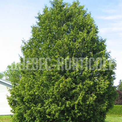 image de Thuja occidentalis 