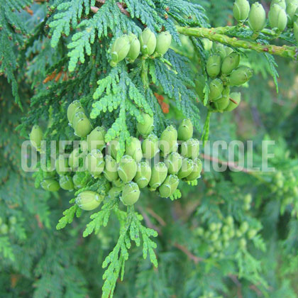 image de Thuja occidentalis 