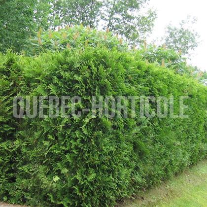 image de Thuja occidentalis 