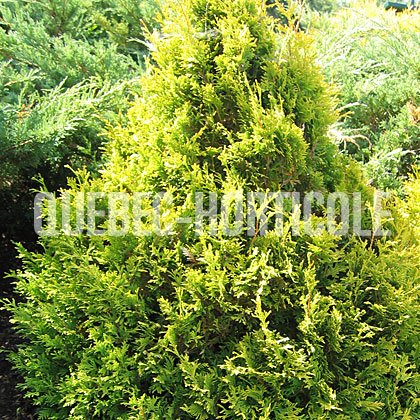 image de Thuja occidentalis Sunkist