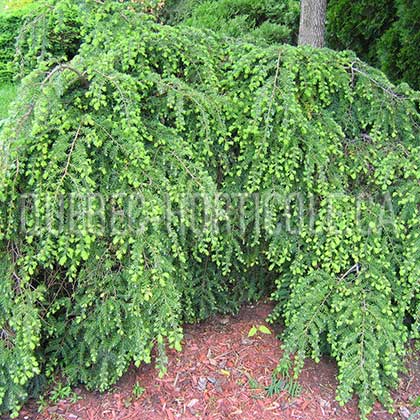 image de Tsuga canadensis Pendula