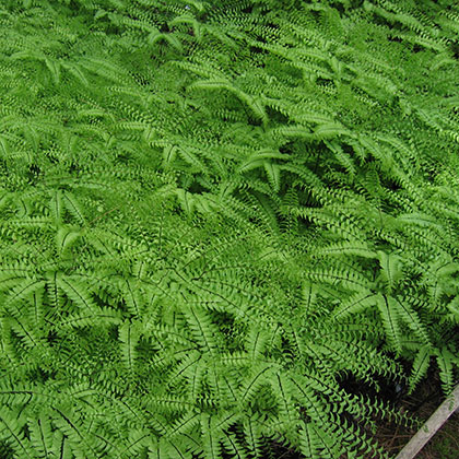 image de Adiantum pedatum 