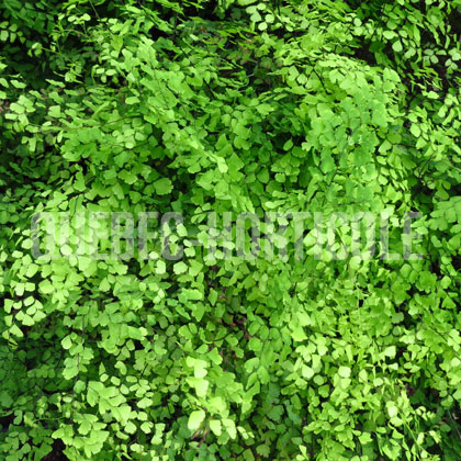 image de Adiantum raddianum Fragrantissimum