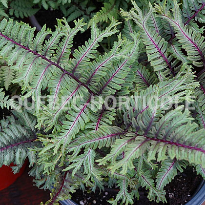 image de Athyrium niponicum Crested Surf