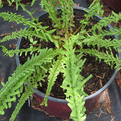 image de Athyrium filix-femina Dre's Dagger