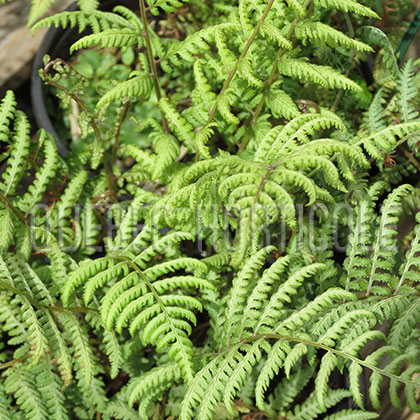 image de Athyrium filix-femina Erika Silver