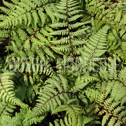 image de Athyrium Ghost