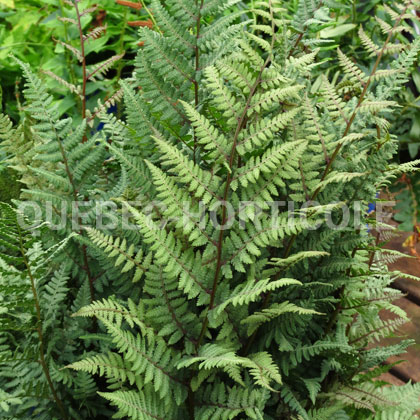 image de Athyrium Ghost