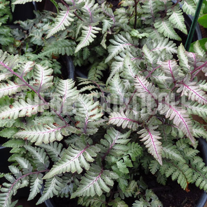 image de Athyrium niponicum Godzilla