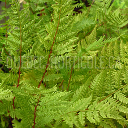 image de Athyrium filix-femina Lady In Red