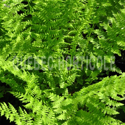 image de Athyrium filix-femina 