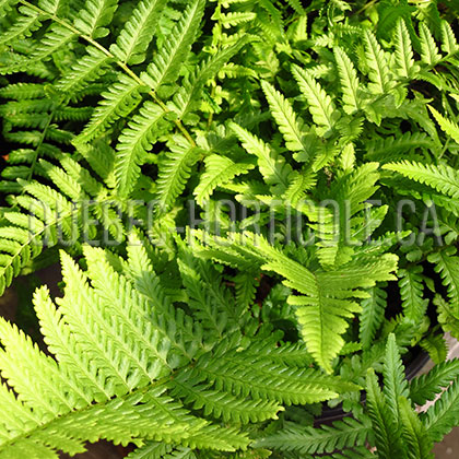 image de Dryopteris filix-mas Cristata Martindale