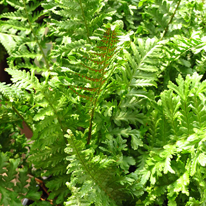 image de Dryopteris filix-mas Grandiceps Wills