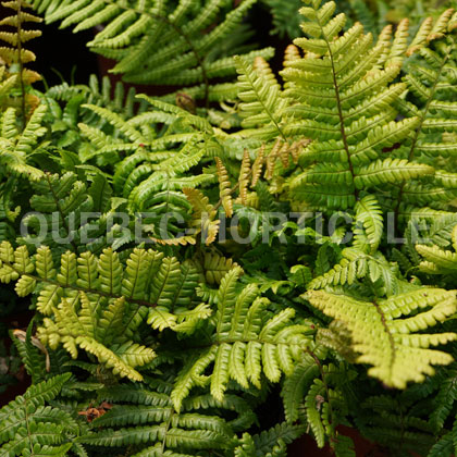 image de Dryopteris wallichiana Jurassic Gold