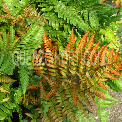 image de Dryopteris erythrosora Brilliance