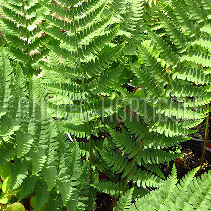 image de Dryopteris marginalis 