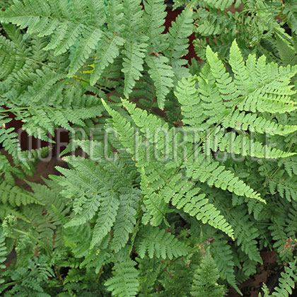 image de Dryopteris carthusiana 