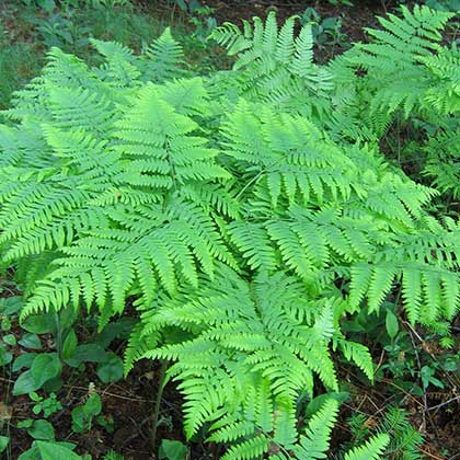 image de Dryopteris disjuncta 