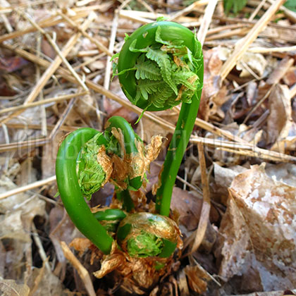 image de Matteuccia struthiopteris 