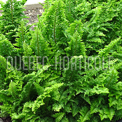 image de Nephrolepis exaltata Fluffy Ruffles