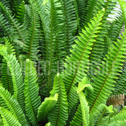 image de Nephrolepis exaltata Hawaii