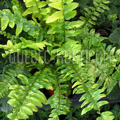 image de Nephrolepis exaltata Tiger Fern