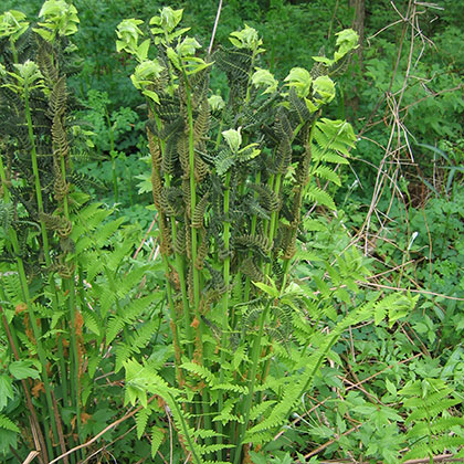 image de Osmunda claytoniana 