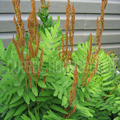 image de Osmunda regalis 