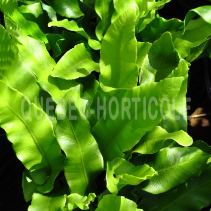 image de Phyllitis scolopendrium (syn. Asplenium s.) 