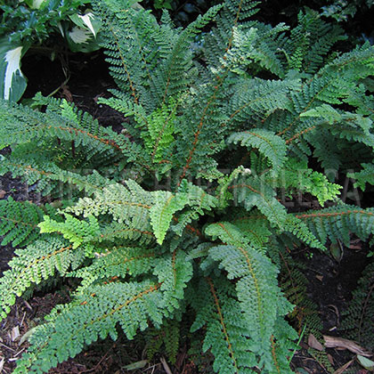 image de Polystichum Plumoso-Multilobum