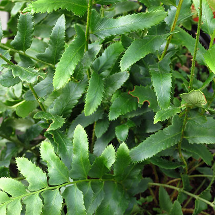 image de Polystichum acrostichoides 