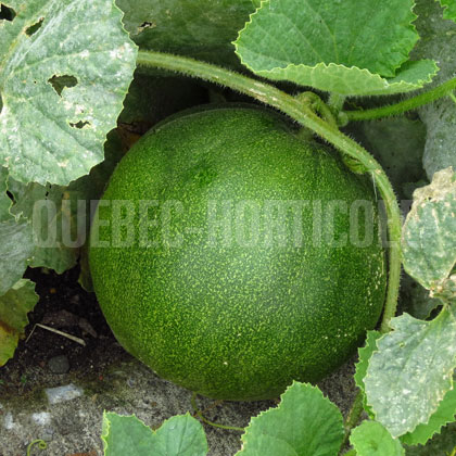 image de Cucumis melo Melemon